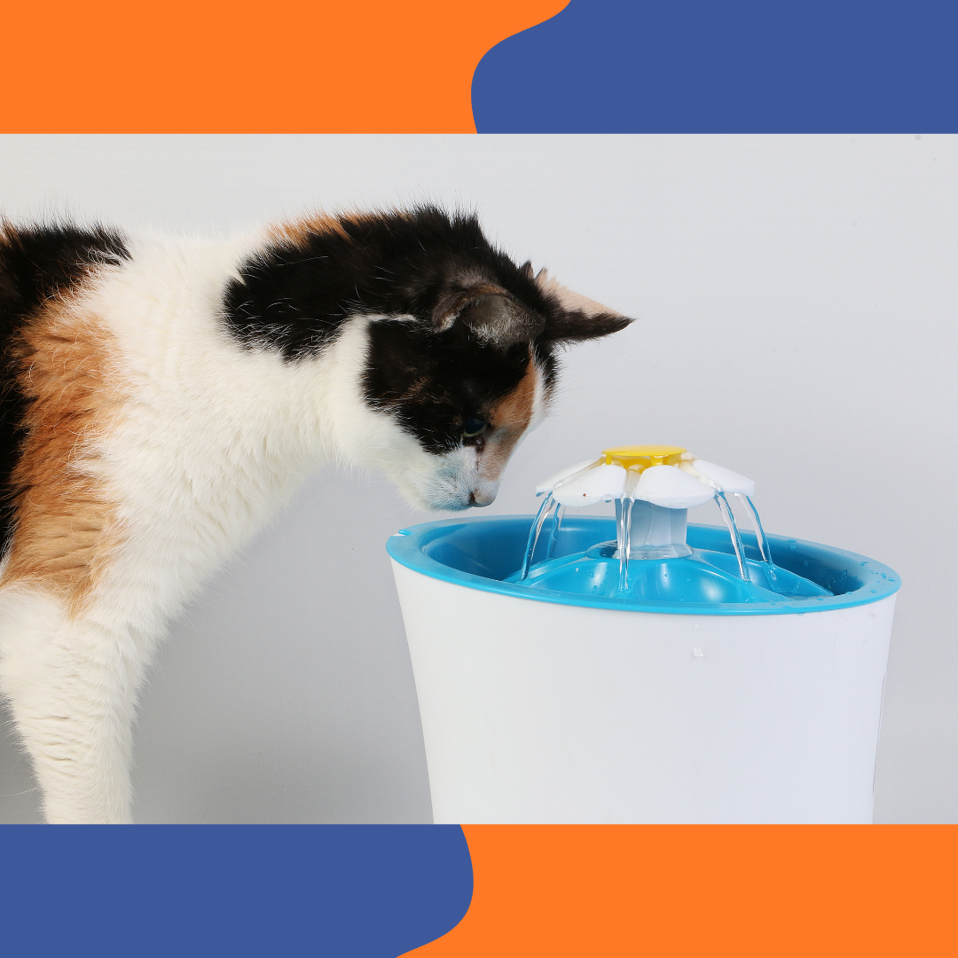 Chat buvant &agrave; une fontaine &agrave; eau, Matoo et Patoo