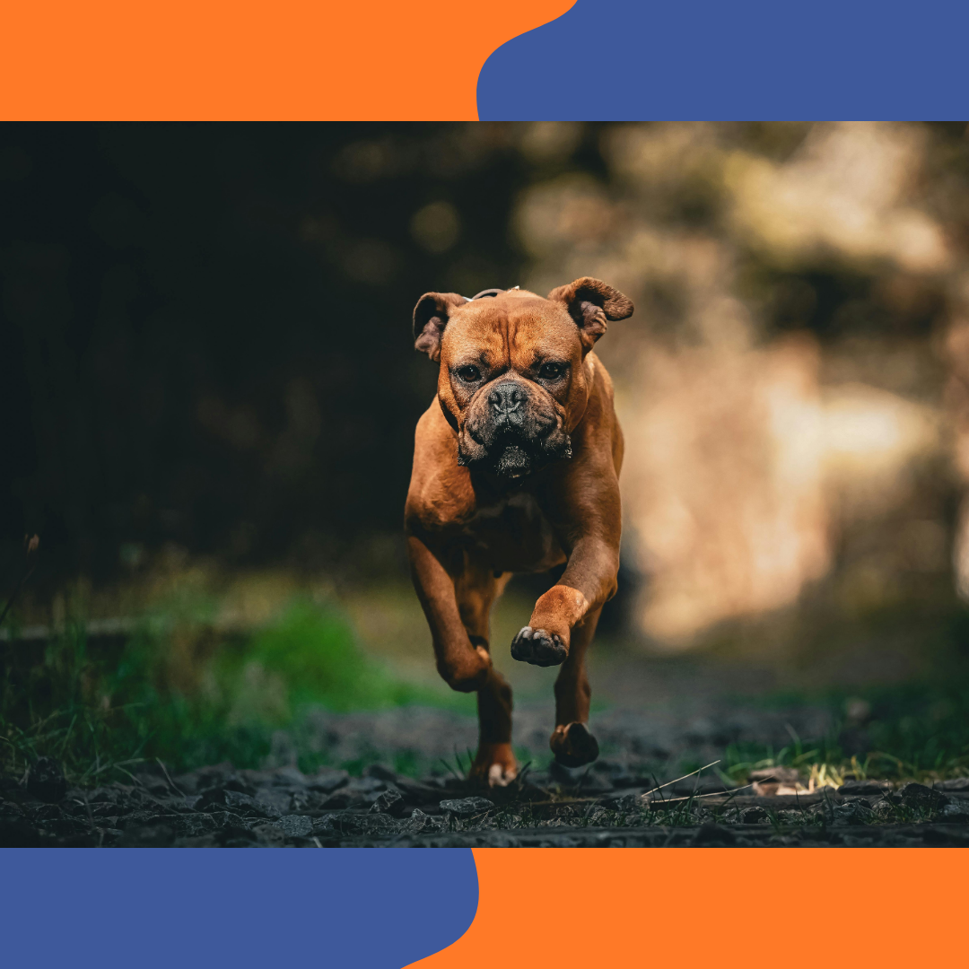 Compl&eacute;ments alimentaires naturels pour chien et chat