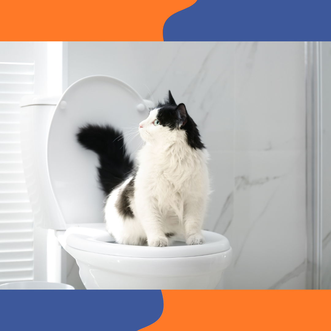 Chat souffrant de troubles urinaires pr&egrave;s de sa liti&egrave;re
