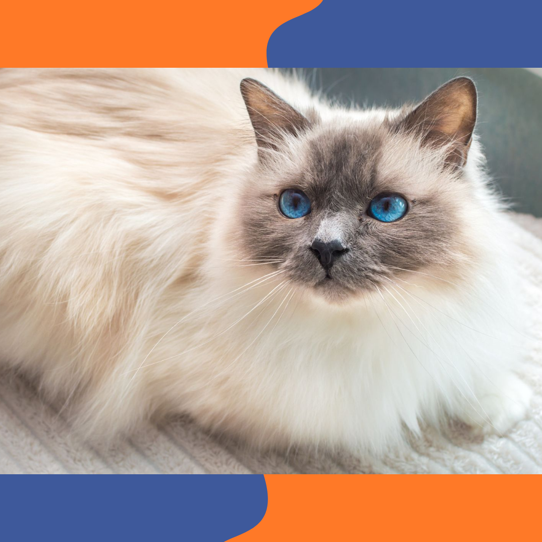 Chat Sacr&eacute; de Birmanie aux yeux bleus et gants blancs