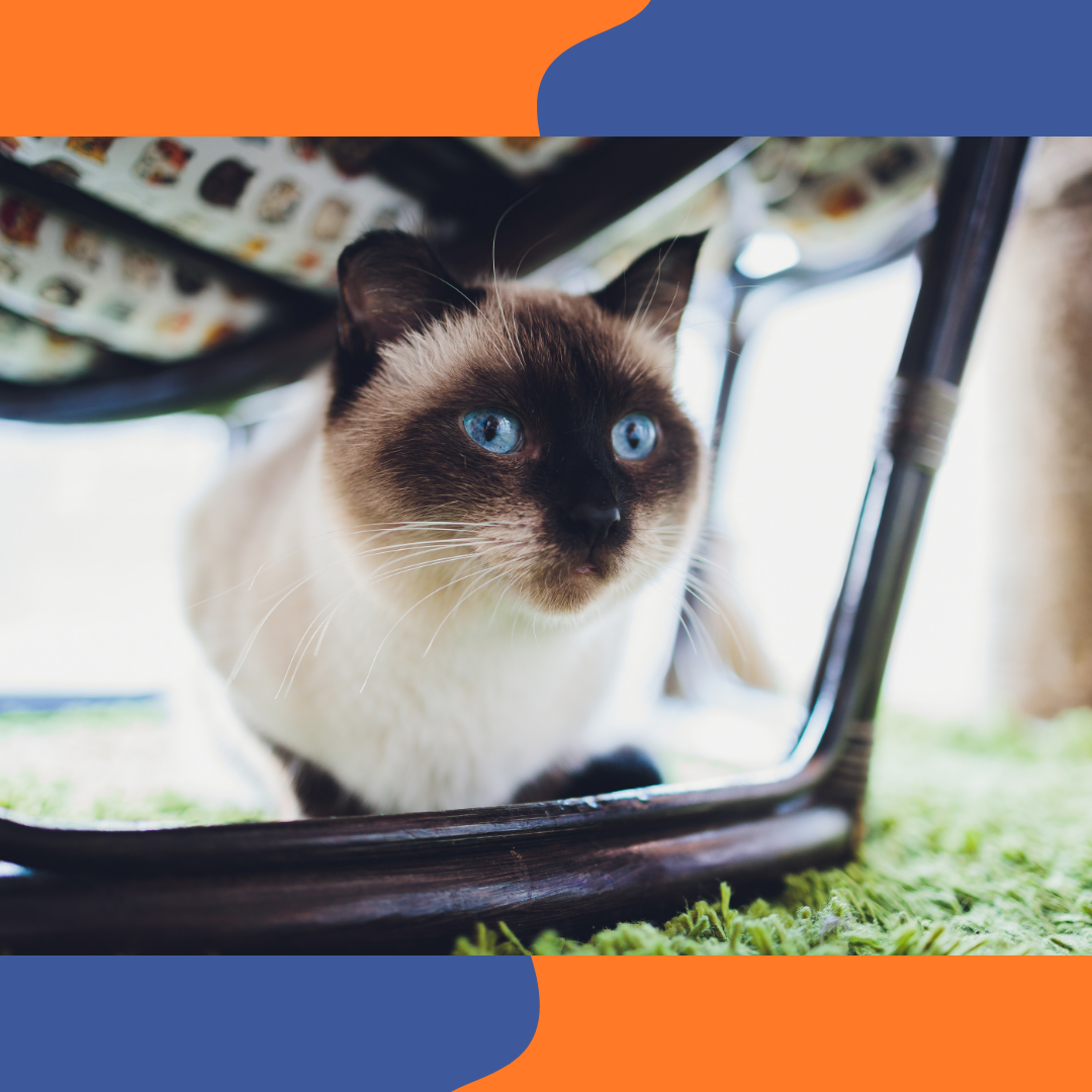 Chat Sacr&eacute; de Birmanie aux yeux bleus et gants blancs