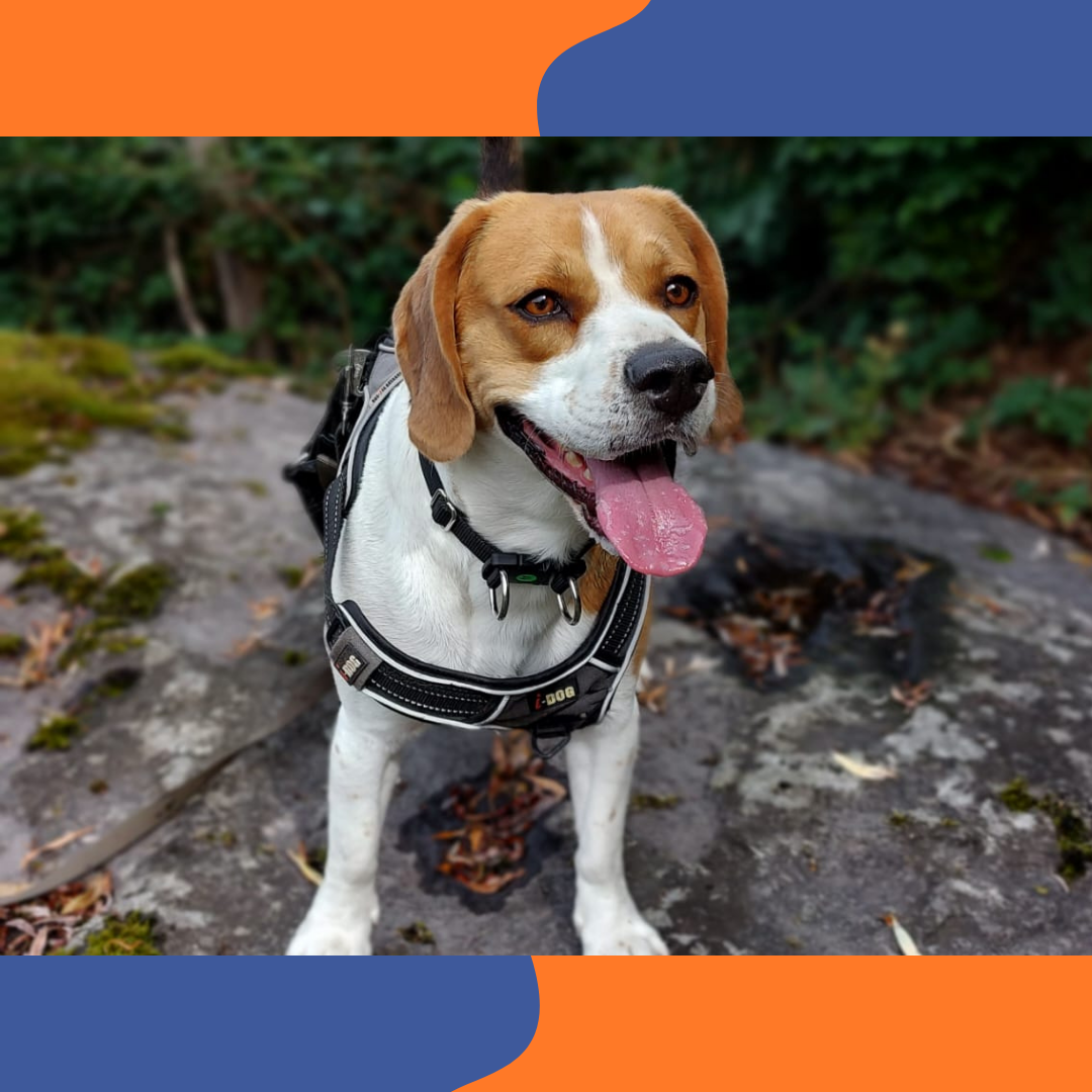 Chien Beagle tricolore au flair l&eacute;gendaire