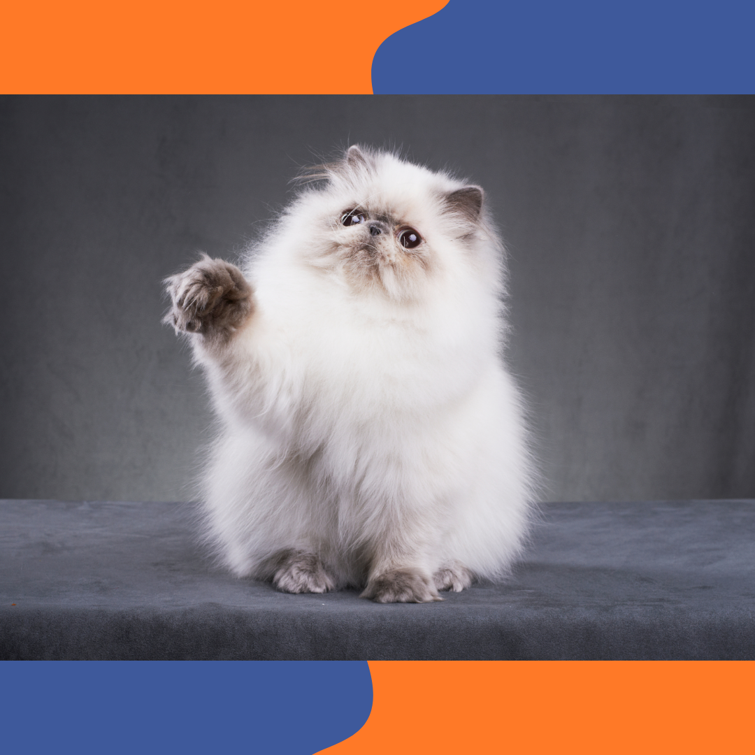 Chat Persan au poil long et au visage doux