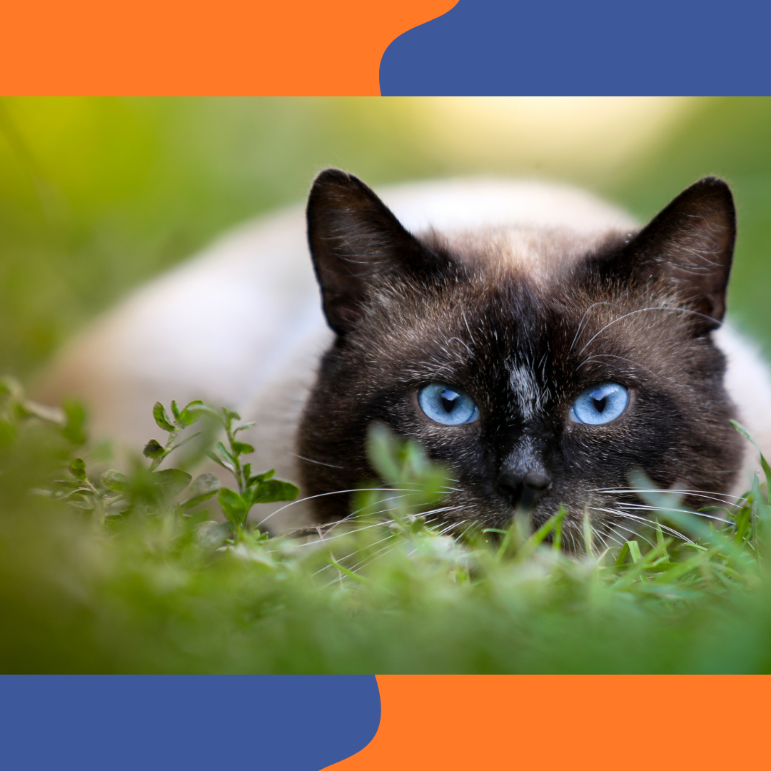 Chat Siamois aux yeux bleus et robe colorpoint