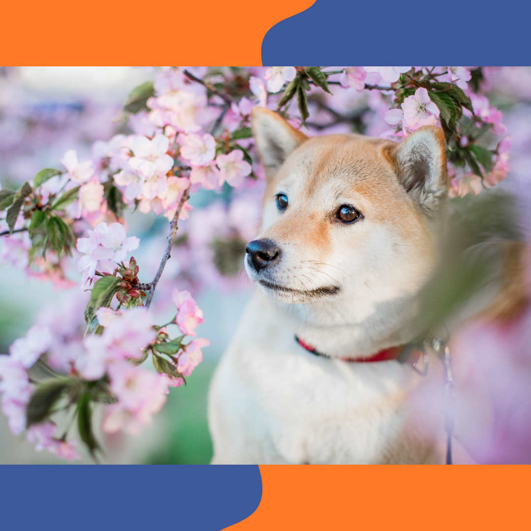 Shiba Inu roux au regard vif dans la nature