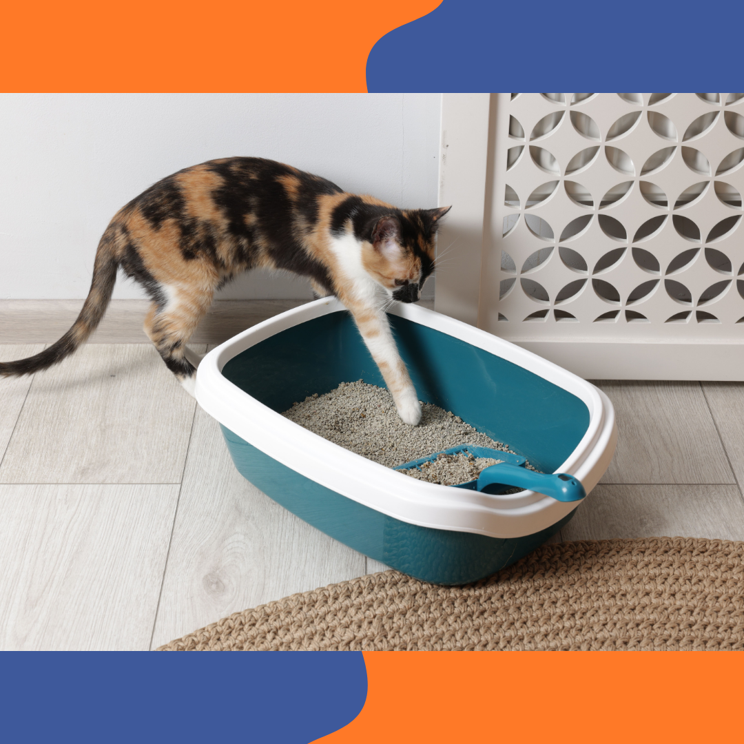 Chat &agrave; c&ocirc;t&eacute; de sa liti&egrave;re