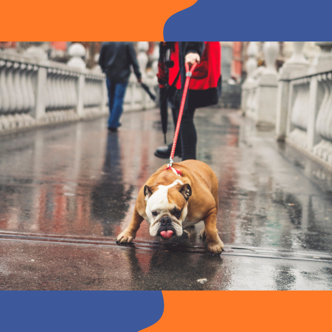 Chien en promenade qui tire sur sa laisse
