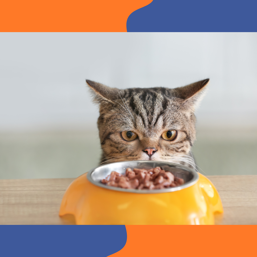 P&acirc;t&eacute;e et croquettes pour chat